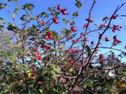 Photo of berries for treating sore throats