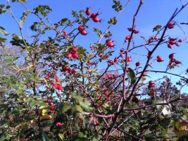 berries for sore throat